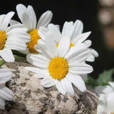 Zwerg-Margerite Silberprinzesschen (Samen)