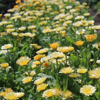Zwerg-Ringelblume Daisy Apricot (Samen)