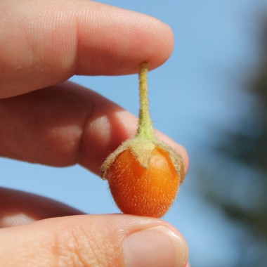 Zwerg-Tamarillo (Samen)