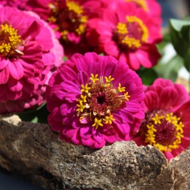 Zwerg-Zinnie Lilliputek pink (Samen)