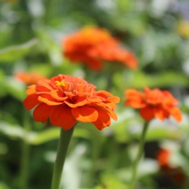 Zwerg-Zinnie Orange (Samen)