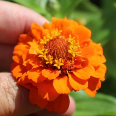 Zwerg-Zinnie Orange (Samen)