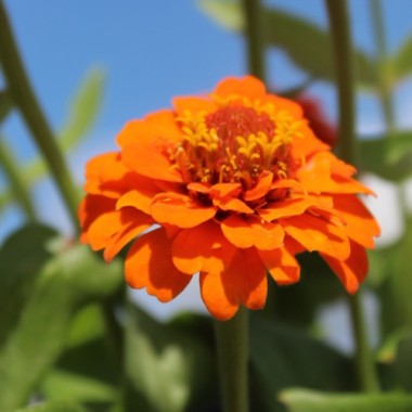 Zwerg-Zinnie Orange (Samen)