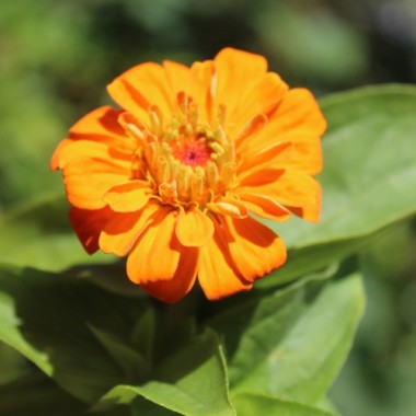 Zwerg-Zinnie Orange (Samen)