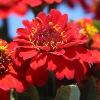 Zwerg-Zinnie Scarlet Red (Samen)