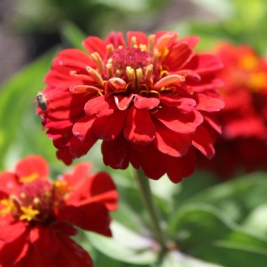 Zwerg-Zinnie Scarlet Red (Samen)