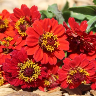 Zwerg-Zinnie Scarlet Red (Samen)