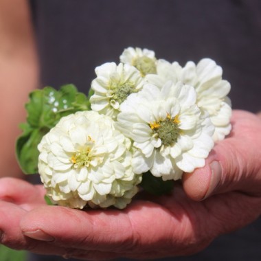 Zwerg-Zinnie White (Samen)