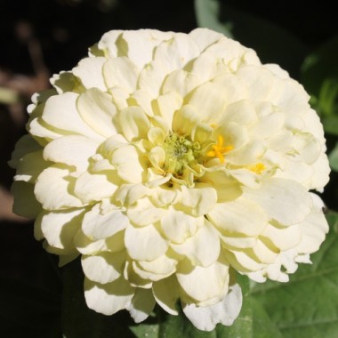 Zwerg-Zinnie White (Samen)