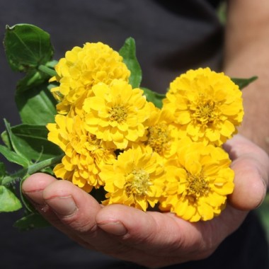 Zwerg-Zinnie Yellow (Samen)