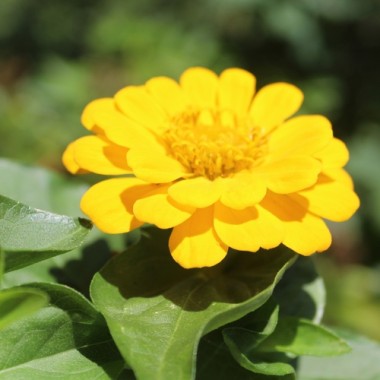 Zwerg-Zinnie Yellow (Samen)