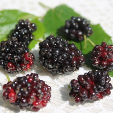 Zwergmaulbeere Mojo Berry (Pflanze)