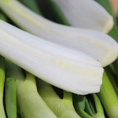 Zwiebel Babosa (Samen)