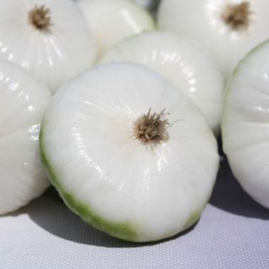 Silberzwiebel Barletta (Samen)