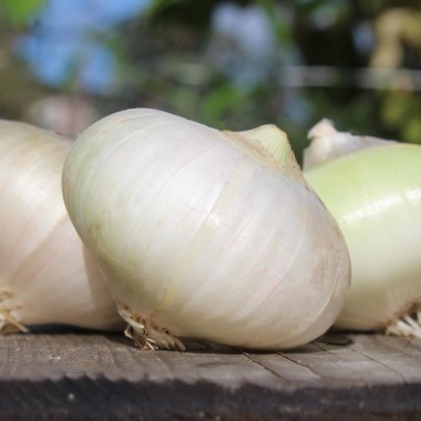 Zwiebel Bianca de Maggio (Samen)