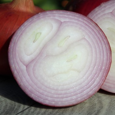 Neu! Zwiebel Bronzé d’Amposta (Samen)