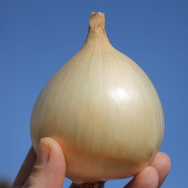 Zwiebel Cénol Type Jaune des Cévennes (Samen)