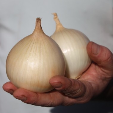 Zwiebel Cénol Type Jaune des Cévennes (Samen)