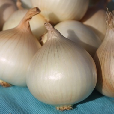Zwiebel Cénol Type Jaune des Cévennes (Samen)