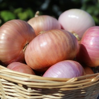 Zwiebel Colorada de Figueras (Samen)