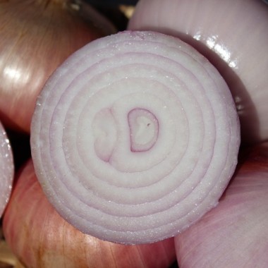 Zwiebel Colorada de Figueras (Samen)
