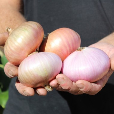 Zwiebel Colorada de Figueras (Samen)