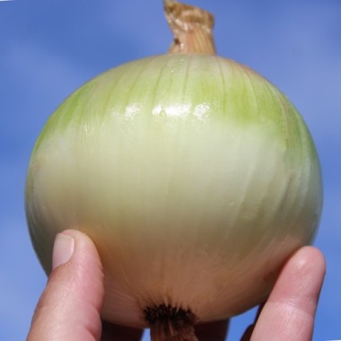 Zwiebel Globo (Samen)