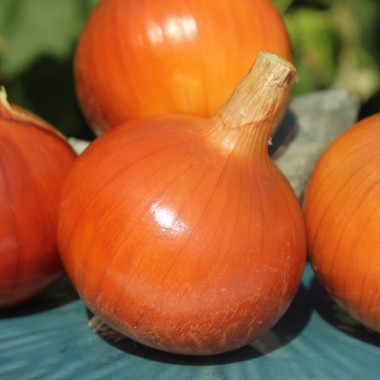 Zwiebel Ramata di Milano (Samen)