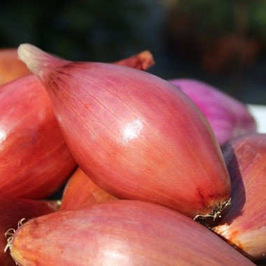 Zwiebel Rossa Lunga di Firenze  (Samen)