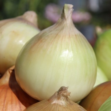Zwiebel Walla Walla (Samen)