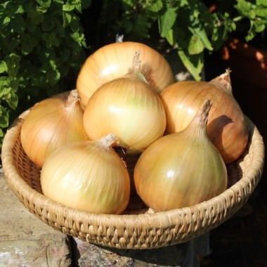 Zwiebel Walla Walla (Samen)