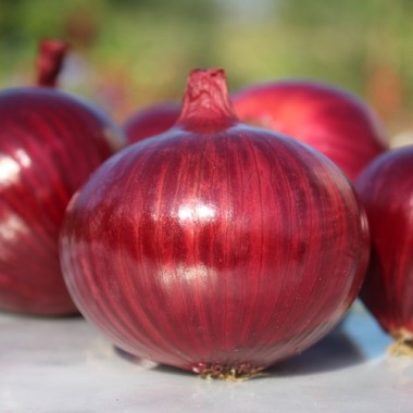 Zwiebel Wenta (Samen)