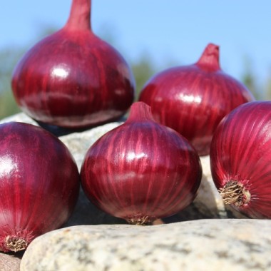 Zwiebel Wenta (Samen)