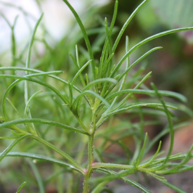 Agretti (Samen)
