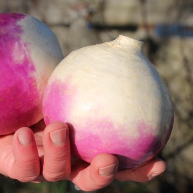 Mairübchen Norfolk Violetta (Samen)