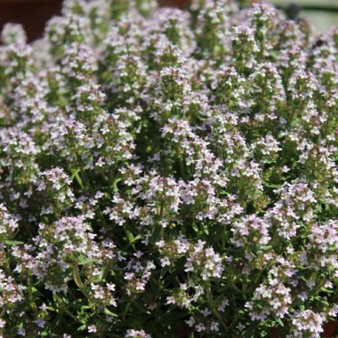 Akazienthymian (Pflanze)