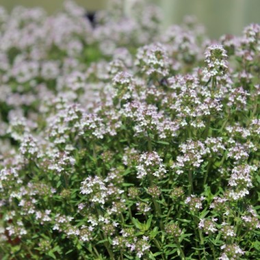 Akazienthymian (Pflanze)