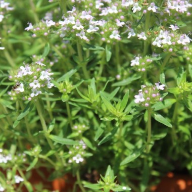 Akazienthymian (Pflanze)