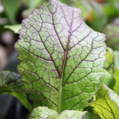 Am Choi Red Giant (Samen)