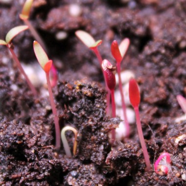 Amaranth All Red (Samen)