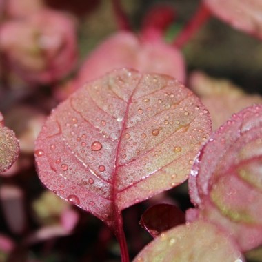 Gemüseamaranth Ruby (Samen)