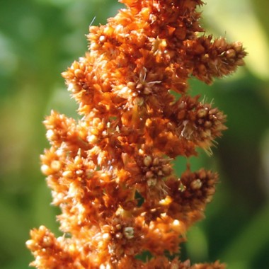 Amaranth Azhurnyy (Samen)