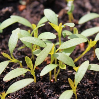 Amaranth Golden Giant (Samen)
