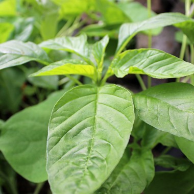 Amaranth Green Thumb (Samen)