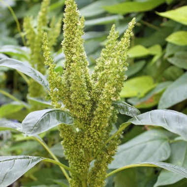 Amaranth Green Thumb (Samen)