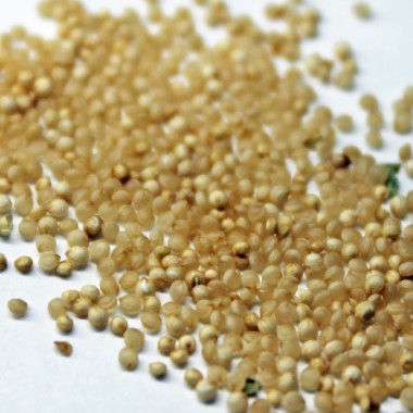 Amaranth Guatemalan (Samen)