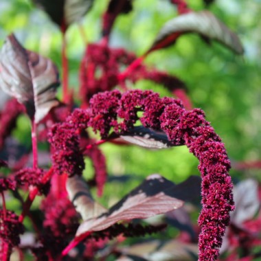 Amaranth Hopi Red Dye (Samen)