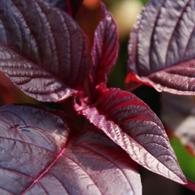 Amaranth Hopi Red Dye (Samen)