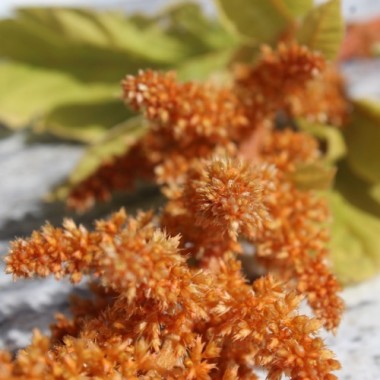 Amaranth Hot Biscuits (Samen)