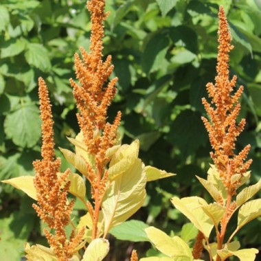 Amaranth Hot Biscuits (Samen)